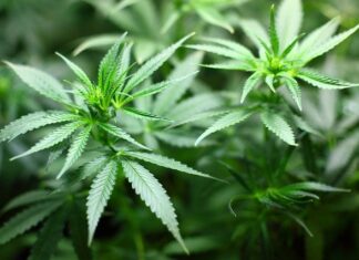 W jakich miejscach szukać wyposażenia do uprawy legalnej marihuany