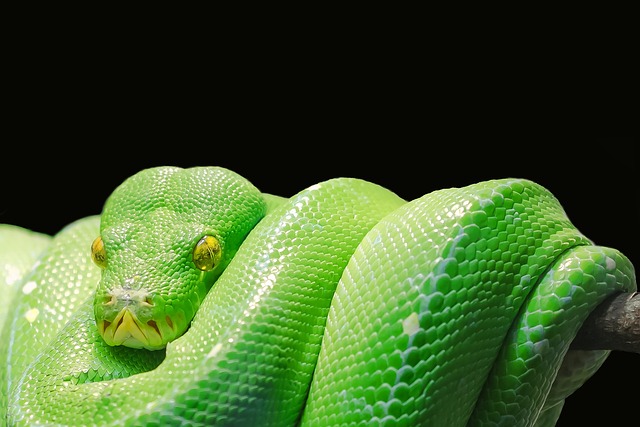 Jaka baza danych do Python?